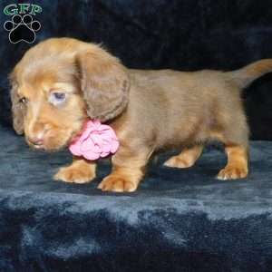 Alice- mini, Dachshund Puppy